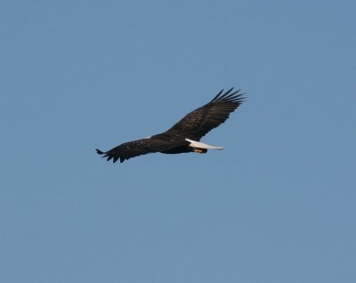 Bald Eagle 2