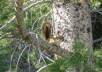 Chattering Squirrel