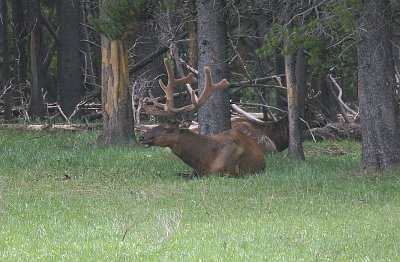 Elk in Velvet