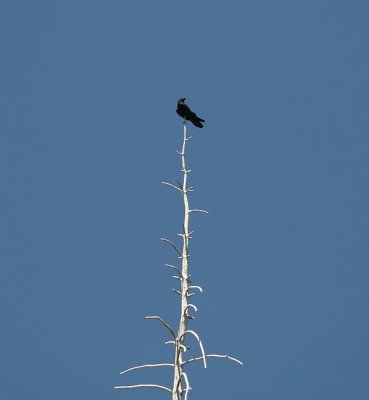 Raven on a Stick