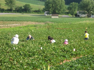 Kids picking strawberries