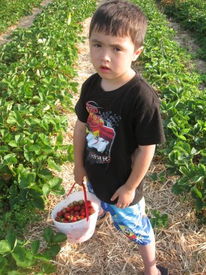 Kyle picking strawberries