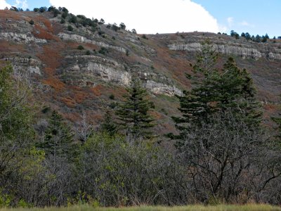 Tree Spring Trail