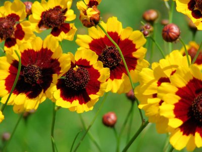 coreopsis