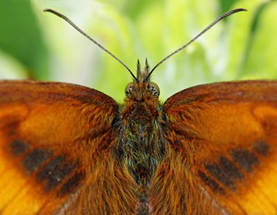 Butterfly Symmetry by Martin Seetzen