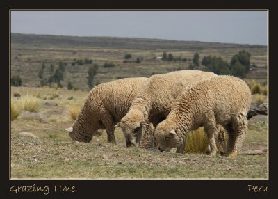 Grazing Time  Dave