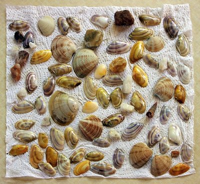 Drying Shells