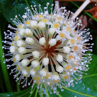 Japanese Aralia by Martin Seetzen