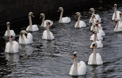 Swans  by David Haslam