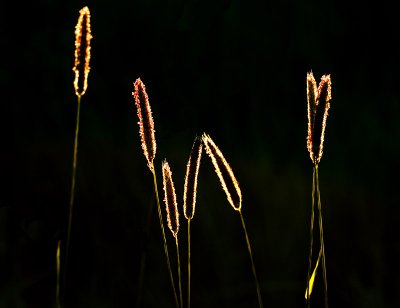 Evening Light.  by David Haslam