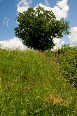 Tree on the Hill