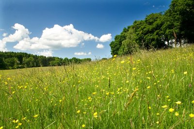 In the Meadow