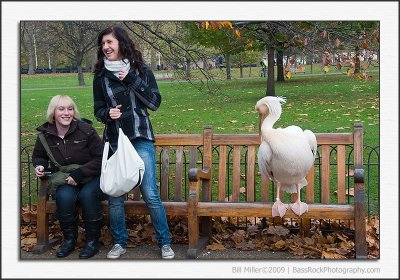 Three Birds on a Bench