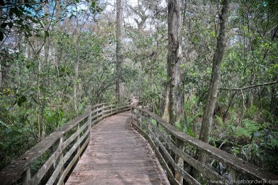 VS08 (017) Everglades