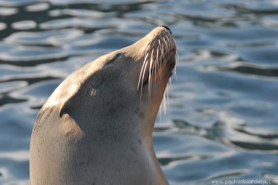 VS08 (055) Seaworld
