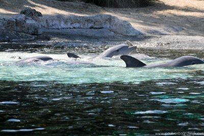 VS08 (067) Seaworld