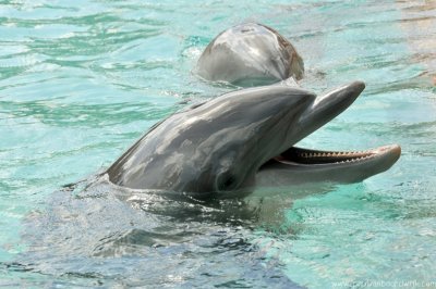 VS08 (071) Seaworld