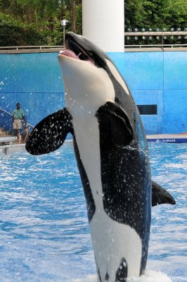 VS08 (088) Seaworld