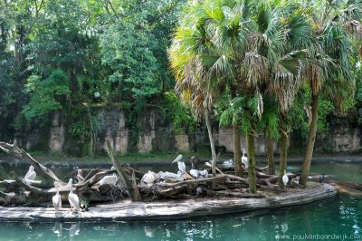 VS08 (121) Animal Kingdom