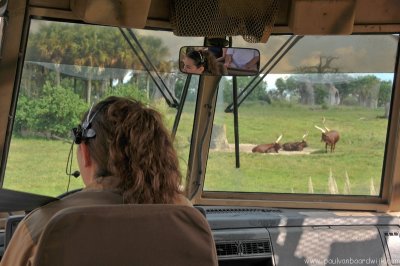 VS08 (126) Animal Kingdom