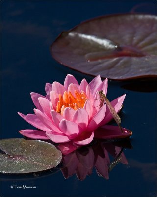  Water Lily & Damselfly