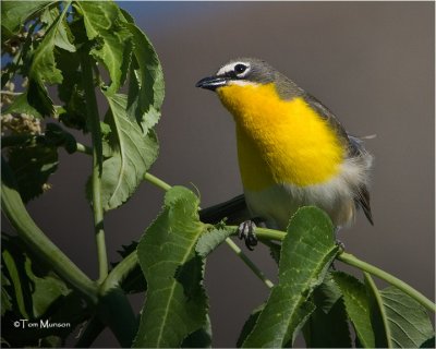  Yellow-breasted Chat