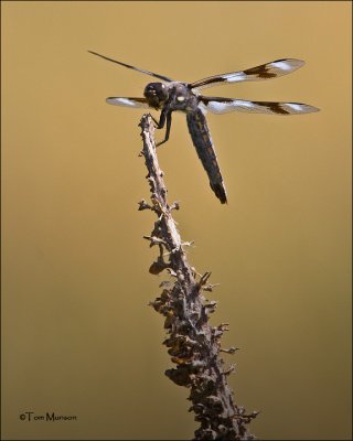 Eight-spotted Skimmer