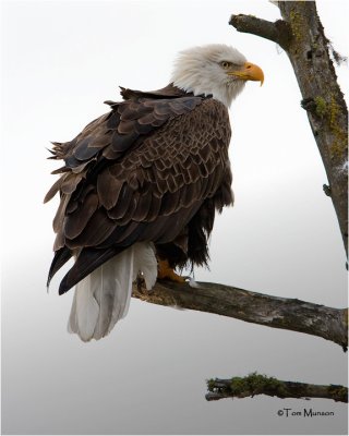  Bald Eagle