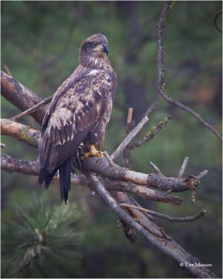 Bald Eagle (juvenile)