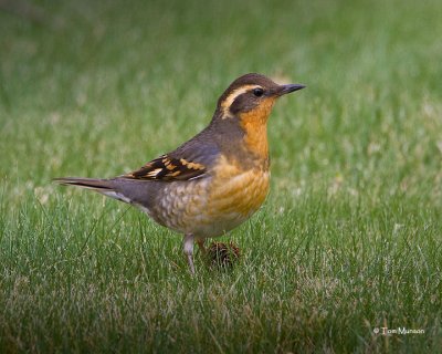  Varied Thrush