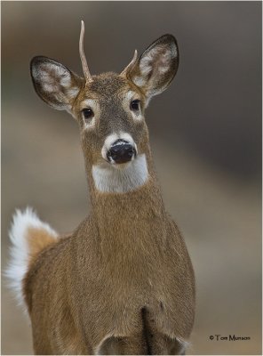  White tailed Deer