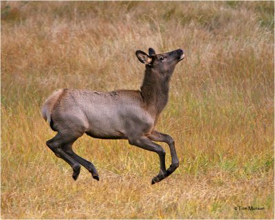 Elk (calf)
