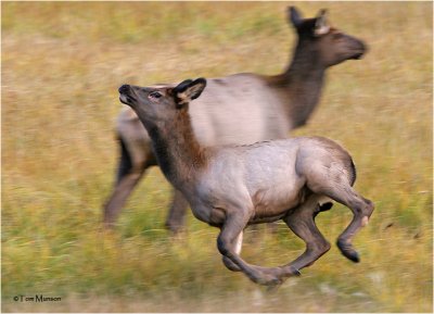 Elk calf        ( running around mom)