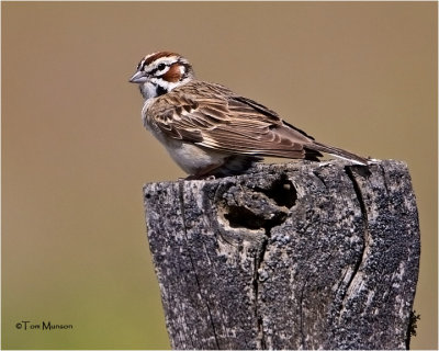  Lark Sparrow