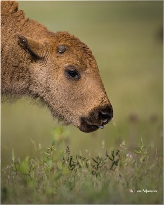  American Bison (calf)