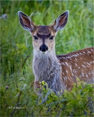  White tailed Fawn