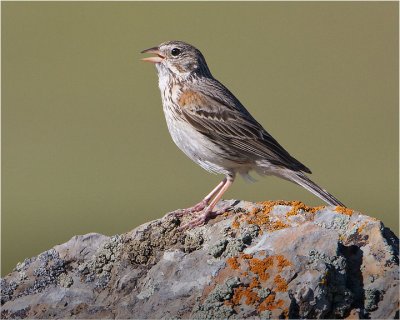  Vesper Sparrow