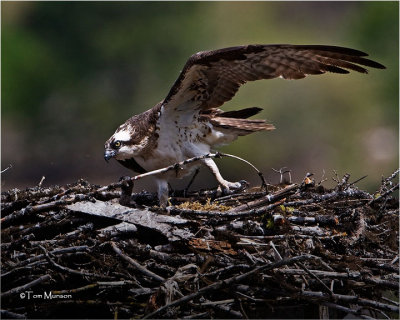  Osprey