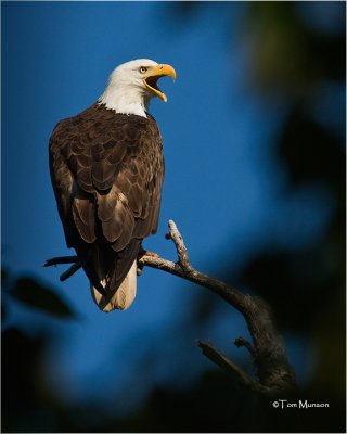  Bald Eagle