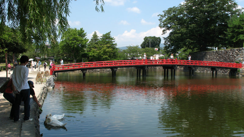 Feeding swans near the bridge