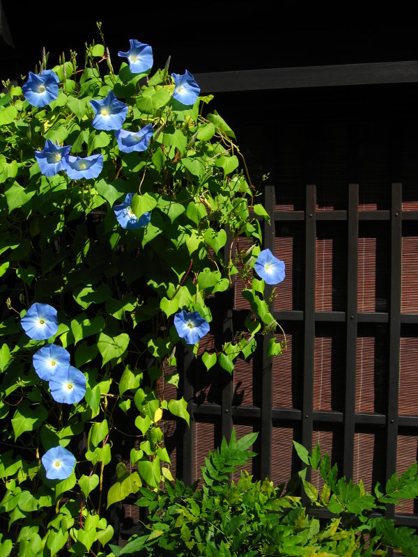 Morning glories outside a machiya