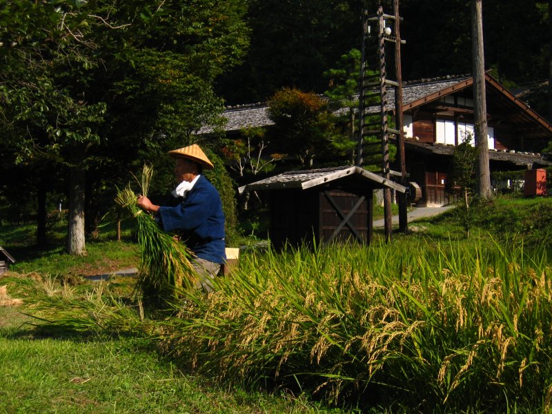 Working the rice paddy