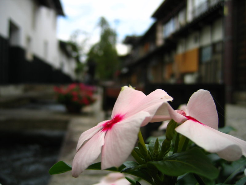 Flowers along the canal