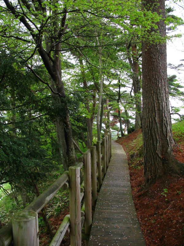 Wooden pathway through the forest