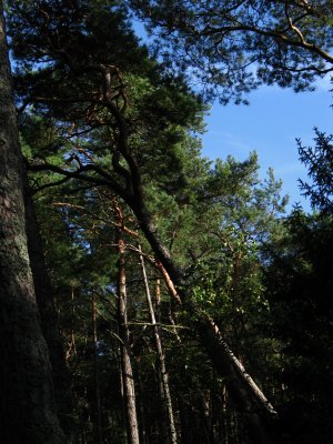 Near toppled pine in the forest