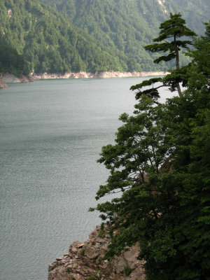 Pine trees jutting over the reservoir