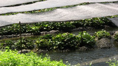 Wasabi plants along a freshwater stream