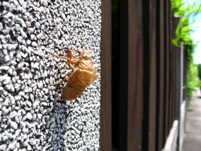Molted cicada shell on a storehouse wall