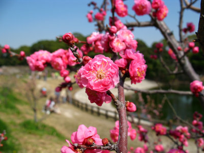 Hot pink ume blossoms at Sōri-ike