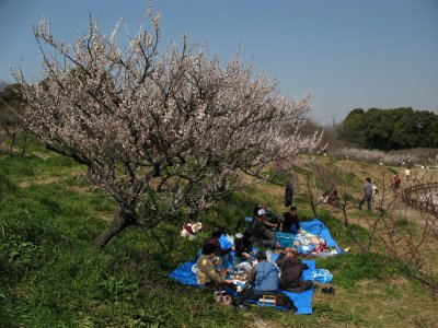 Early spring picnic at Sōri-ike